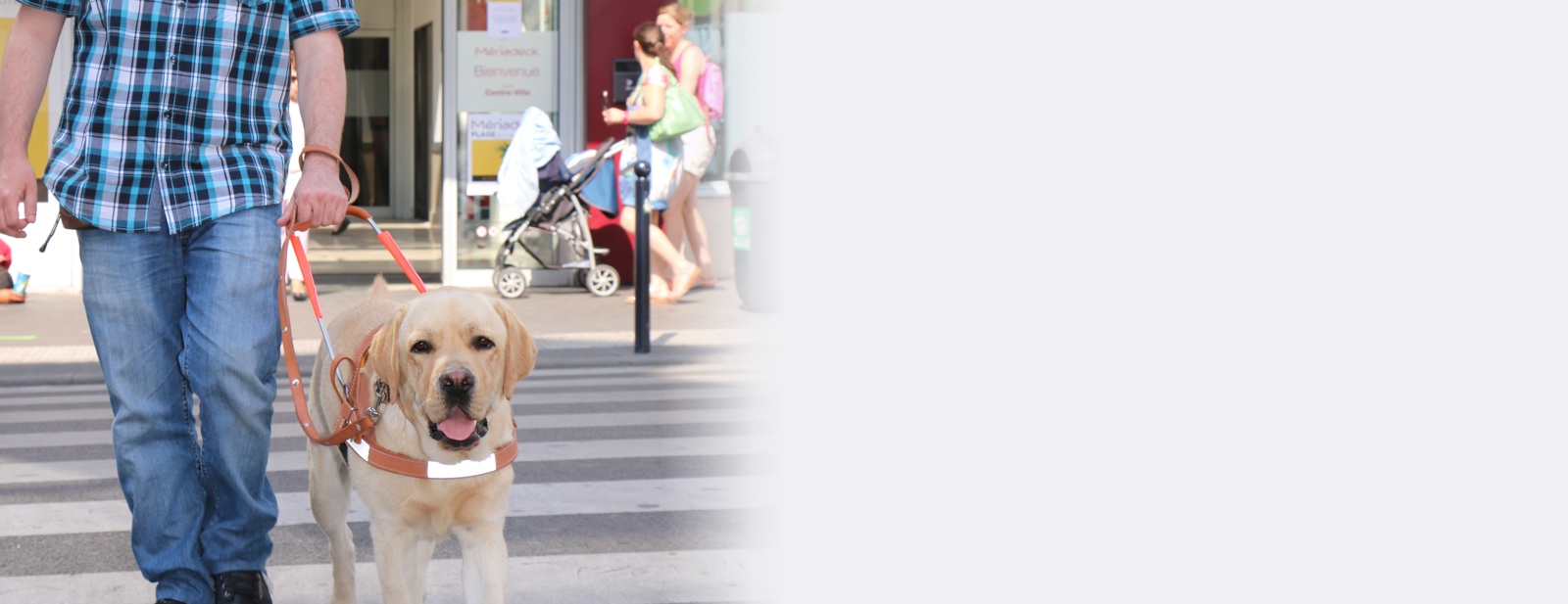 Un chien guide traversant la rue