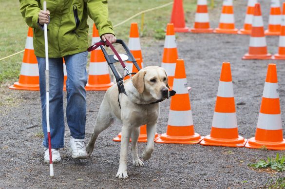 Parcours avec un chien guide