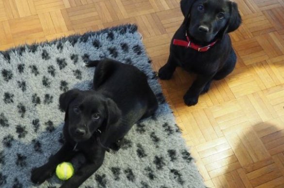 2 chiots noirs qui jouent avec une balle