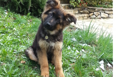 Petit chien, tête penchée dans l'herbe.