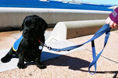 chiot noir avec laisse 