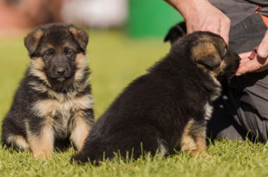 Chiot berger allemand