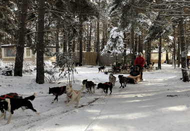 traineaux et chiens