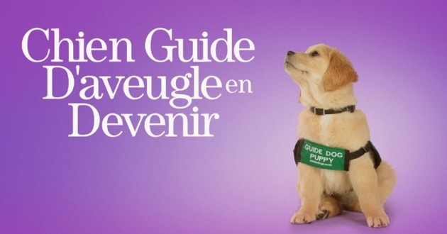 Un chiot qui deviendra guide d'aveugle